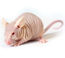 mouse