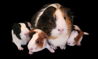 Guinea Pigs