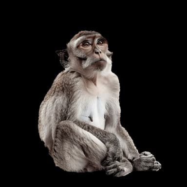Non Human Primates