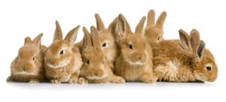 Rabbits