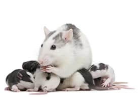 Rat / Mice